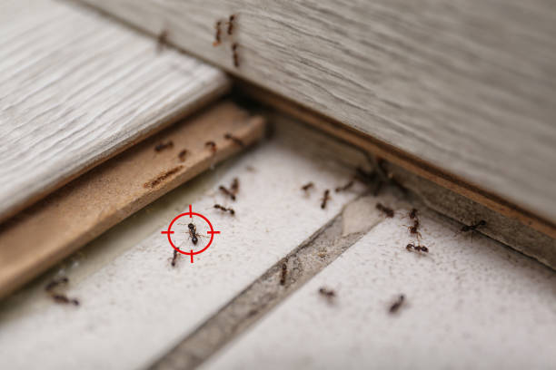 Best Wasp Removal Services  in Rutherford, NJ
